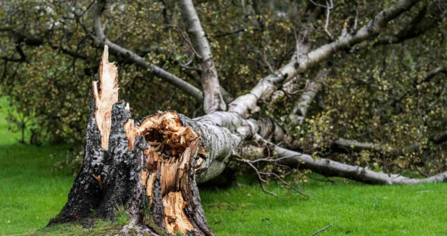 storm-damaged-tree