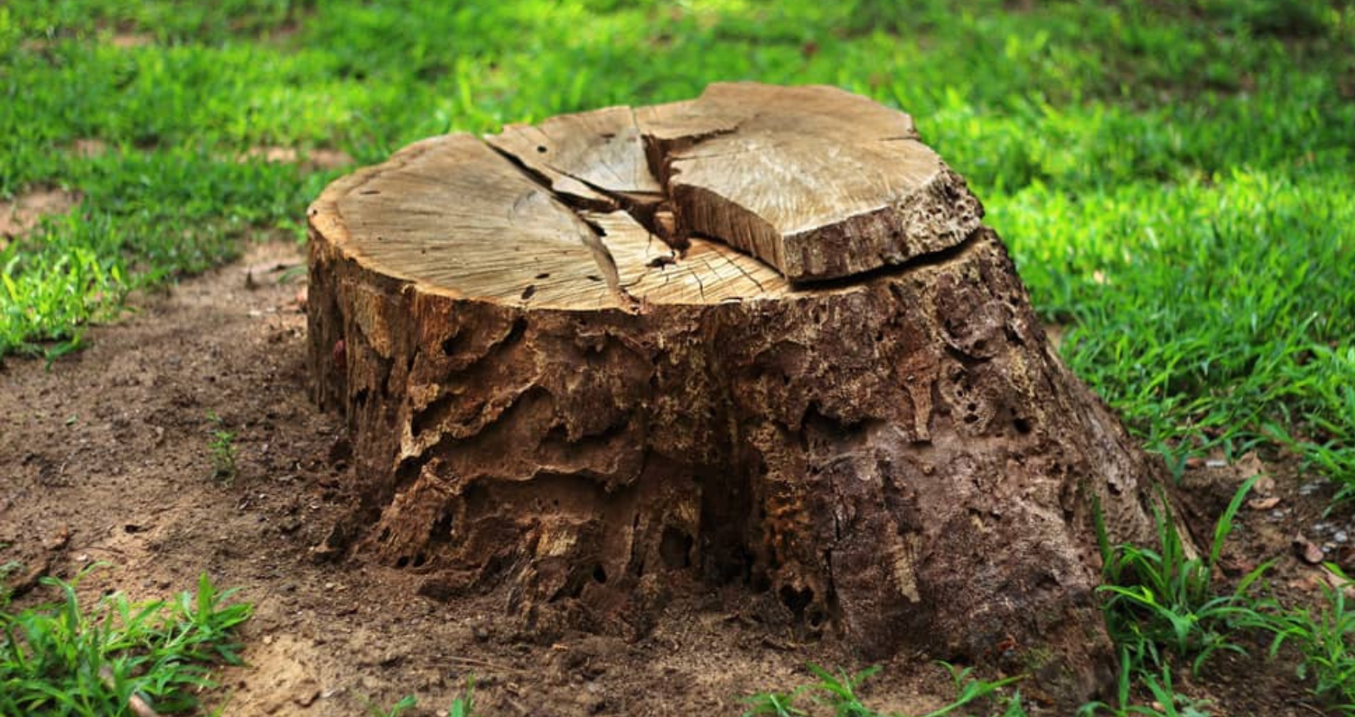 stump-removal-tree-service