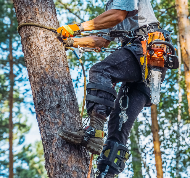 complete-tree-care